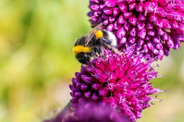Bee lands on the flower