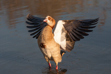 Egyptian goose fans its wings out