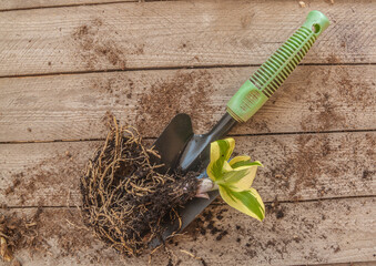 August Moon hosta and garden spade on table top view