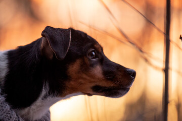 portrait of a dog