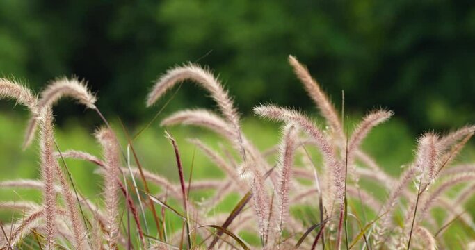 Bristly foxtail grass (Setaria parviflora) swaying in the wind.