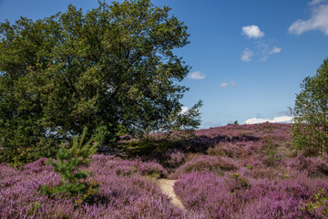 Purple heather in bloom in a Dutch heathland landscape with path and trees under a clear blue sky