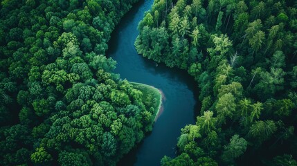Aerial View of Lush Green Forest and River
