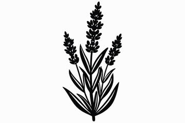 fragrant lavender flower silhouette vector.eps