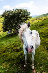 Wild white horse posing for the camera