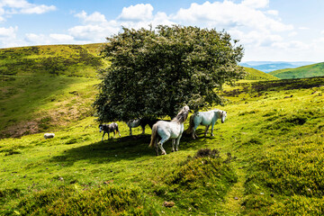 Wild horses grazing under a tree