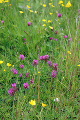 Clover and buttercups, North Yorkshire England

