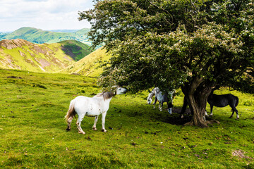 A wild horse is eating leaves from a tree.