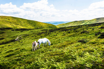 Mother horse and foal standing on a hill with mountains in the background