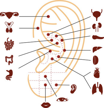 Reflexology points on the human ear. Vector illustration. Acupuncture massage