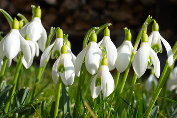 Schneegl&ouml;ckchen