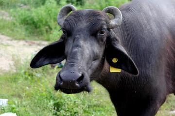 close up shot of buffalo italian buffalo and indian buffalo
