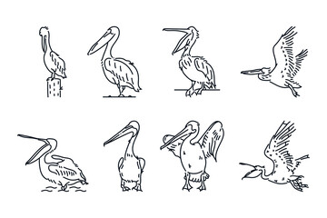 Set of pelican birds line icon doodle vector illustration