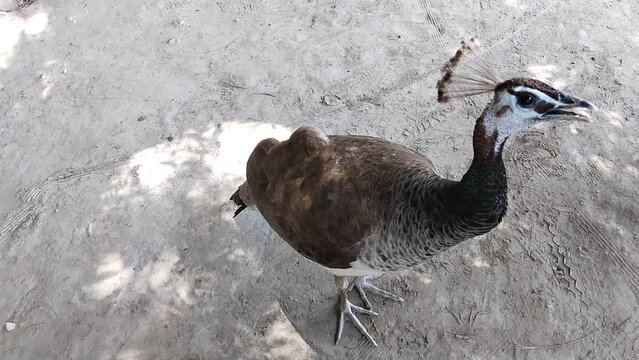 Young peahen bird, female of peacock, peafowl animal wildlife, paonne, pava real, pfauhenne, pavona, morni, closeup view stock video clip footages 