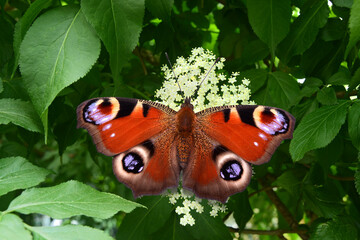 Schmetterling 1183 © K.-U. Häßler