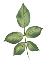 Rose leaves. Green and without thorns. Vintage style. Watercolor illustration.
