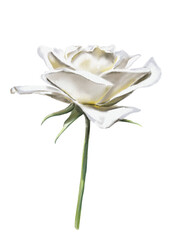 White rose, side view. White petals, green and long stem. There are no thorns. Vintage style. Watercolor illustration.