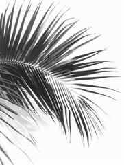 Obraz premium A single palm leaf is photographed against a bright white background, highlighting the intricate detail of its veins and texture