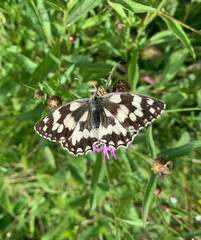 butterfly on a flower
