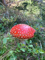 fly agaric mushroom