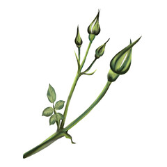 A thin branch with green buds and a small leaf. No thorns. Watercolor illustration.