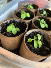 seedlings growing in paper rolls