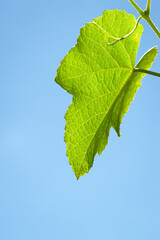 Grape leaf. Fresh green grape leaf against blue sky background. Copy space