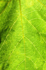 Grape leaf. Fresh green grape leaf texture closeup