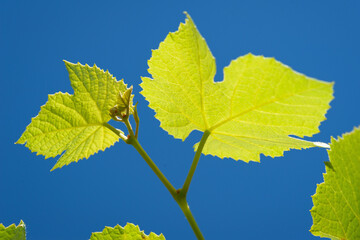 Grape leaves. Young green leaves of grapes on a branch against the blue sky