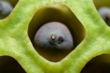 ハスの実をクローズアップ