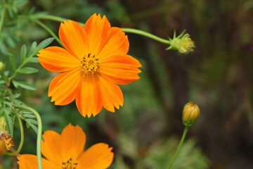 オレンジ色のコスモスの花