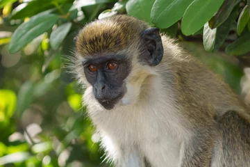 Fotobehang Aap African Green Monkey portrait  © Ira Mark Rappaport