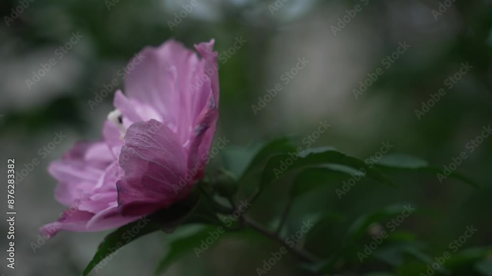 Poster purple flower blooming on tree