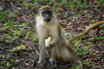 African Green Monkey on the ground eating a banana