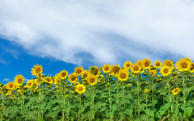Flowering sunflowers, beautiful rural landscape