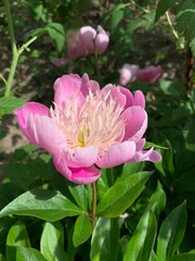 pink peony blooming