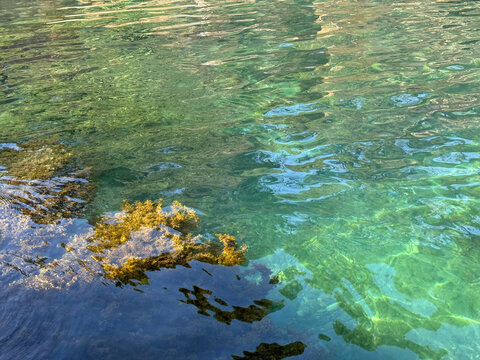 Sea transparent water surface with algae 