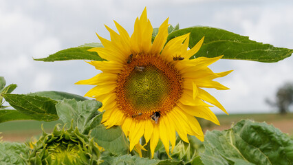 sunflower on the field
