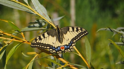 Papilio machaon sits on a willow.