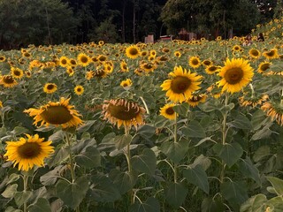 sunflowers in the field