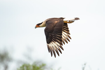 crested caracara