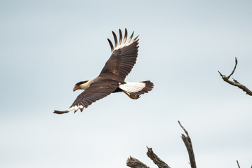 Crested caracara
