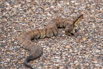 snake