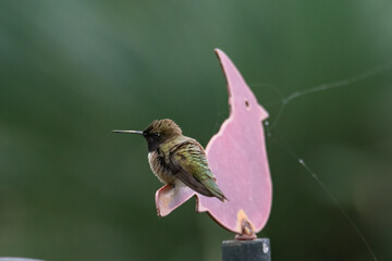 Hummingbird
