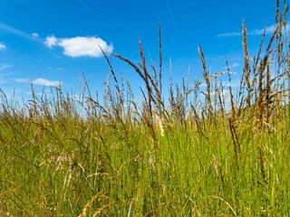 Fototapeta premium Tall grass meadow with blue summer sky