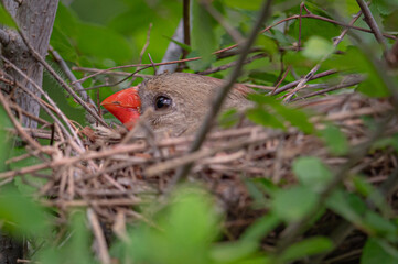 Cardinal female in nest