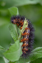 caterpillar