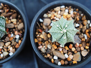 cactus astro in pot and nueatyful with pik green plant small pot
