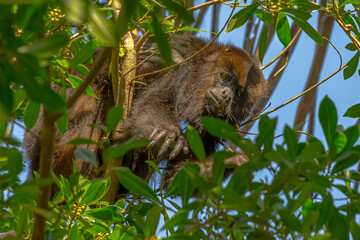 Howler Monkey in a tree, in the forest of Belize