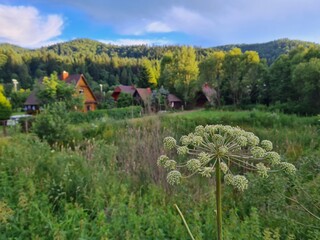 landscape with flowers, Barszcz Sosnowskiego